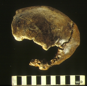 Swanscombe Skull